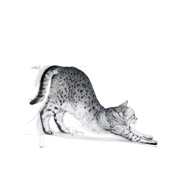 Royal Canin Indoor Long Hair Cat Food For Adult 2Kg