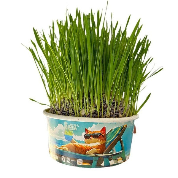 Greedy Horse Cool Summer Cat Grass Mixed Cat Grass Soil-Free Canned Paper Bowl Cat Grass Cat Snacks Refreshing Appetizer