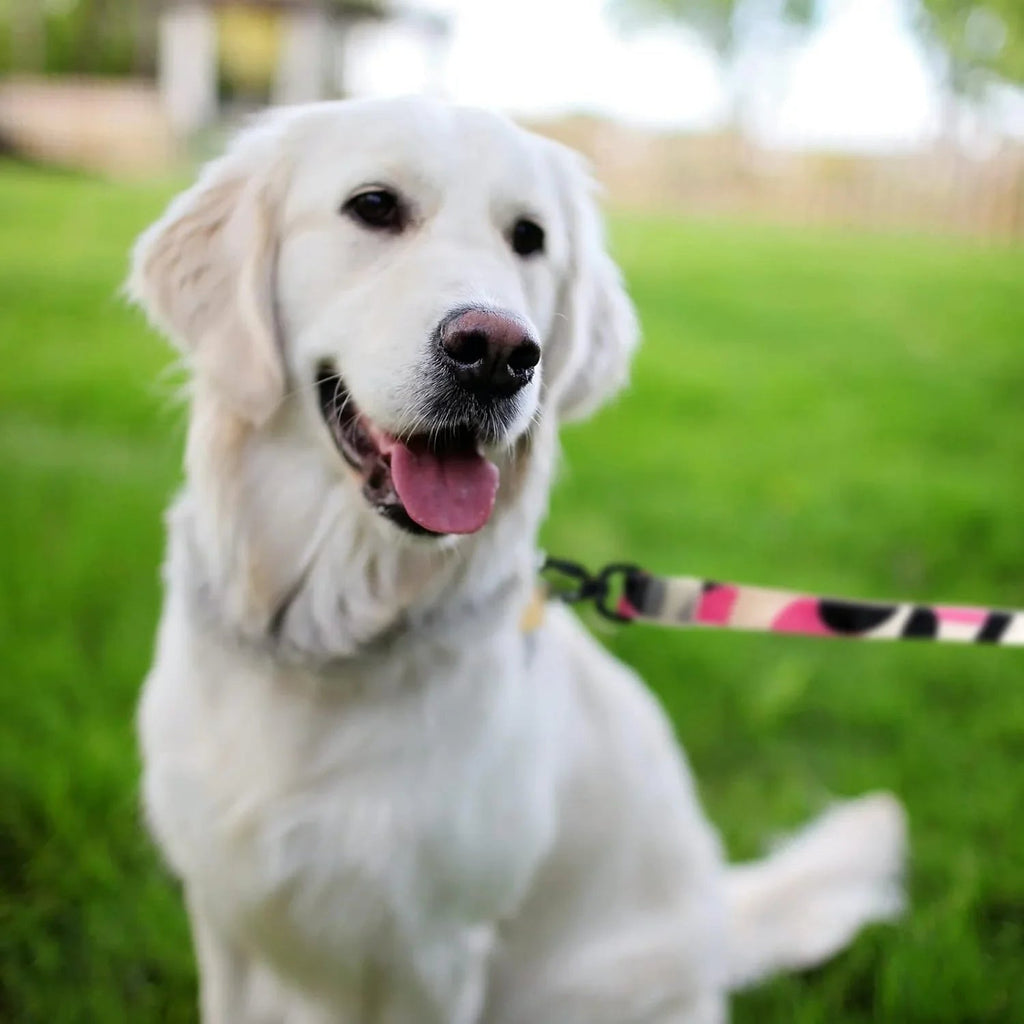 Dog Collar and Leash Set, Dog Collar with Safety Locking Buckle, Nylon Pet Training Leash with Comfortable Handle, Medium Large Dogs - Pet Supermarket