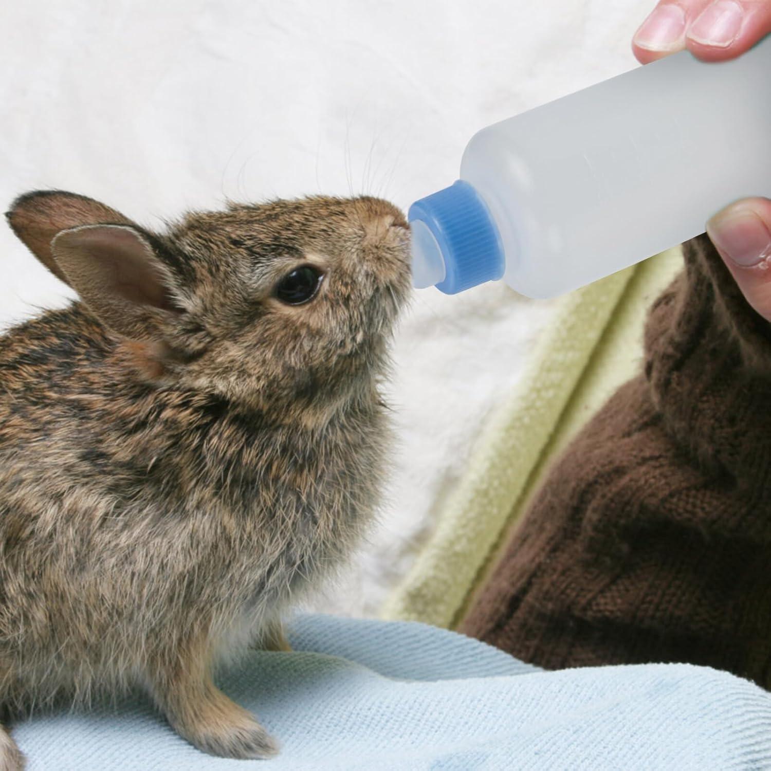 Cat Feeder Puppy for Accessories Feeding Feeders Calf Silica Small Newborn Pets - Pet Supermarket