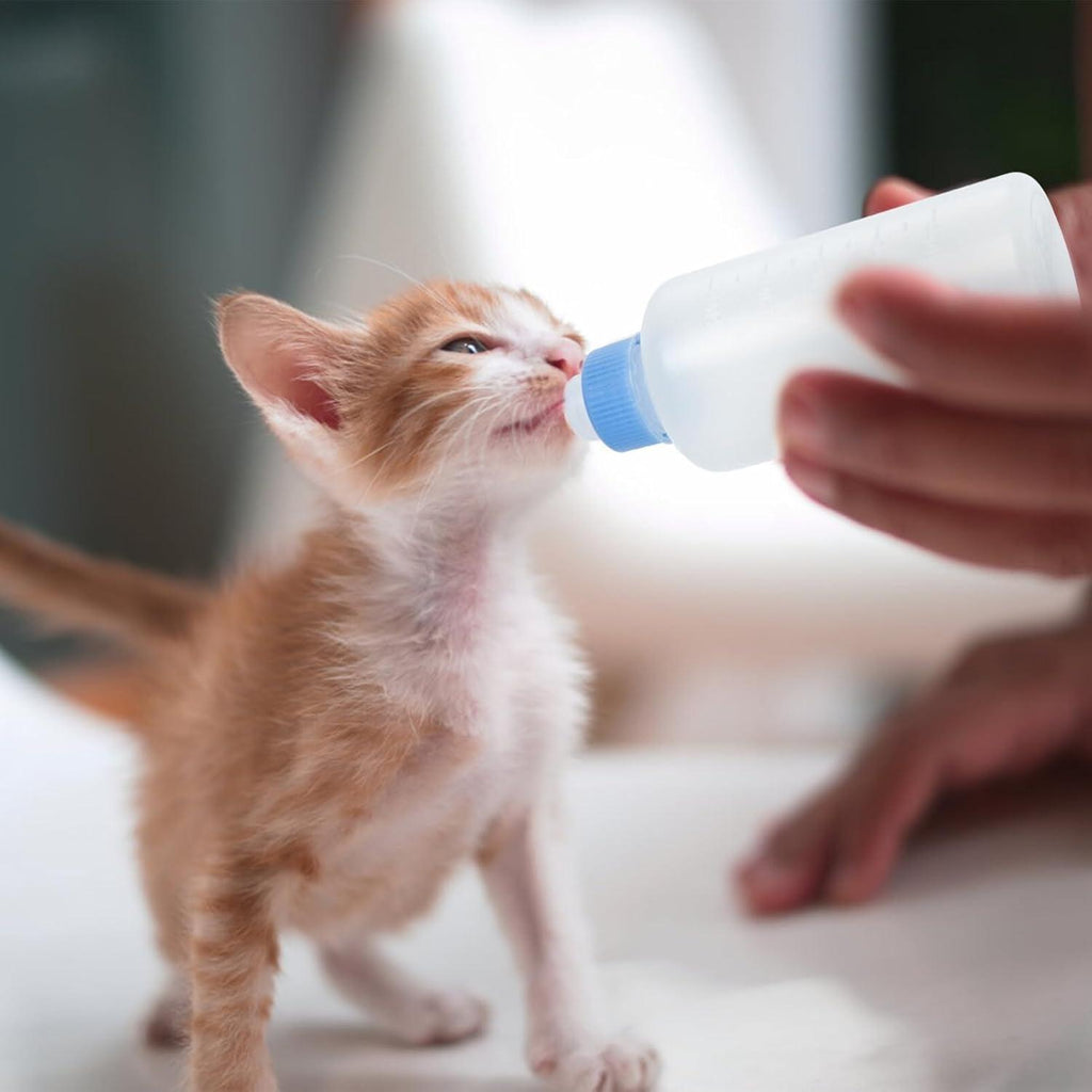 Cat Feeder Puppy for Accessories Feeding Feeders Calf Silica Small Newborn Pets - Pet Supermarket