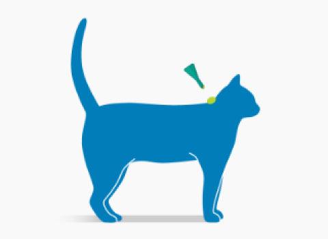 FRONTLINE Plus Spot On for Cats - Flea and Tick Protection- 1 Pipette