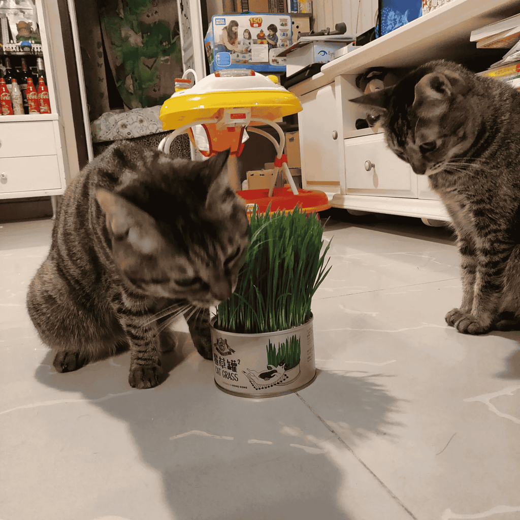 Curly Tail Canned Cat Grass Plant