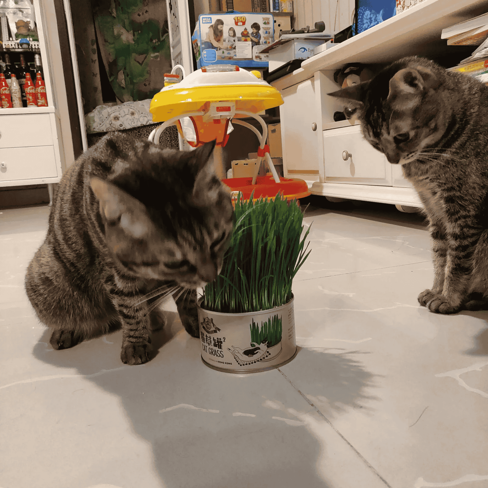 Curly Tail Canned Cat Grass Plant