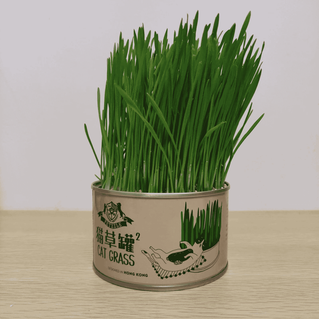 Curly Tail Canned Cat Grass Plant
