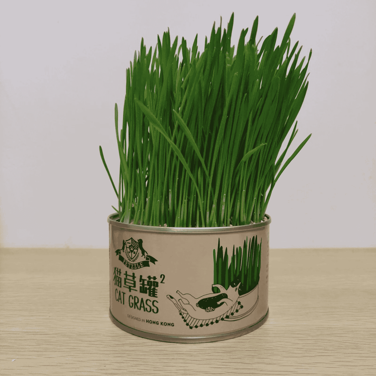 Curly Tail Canned Cat Grass Plant