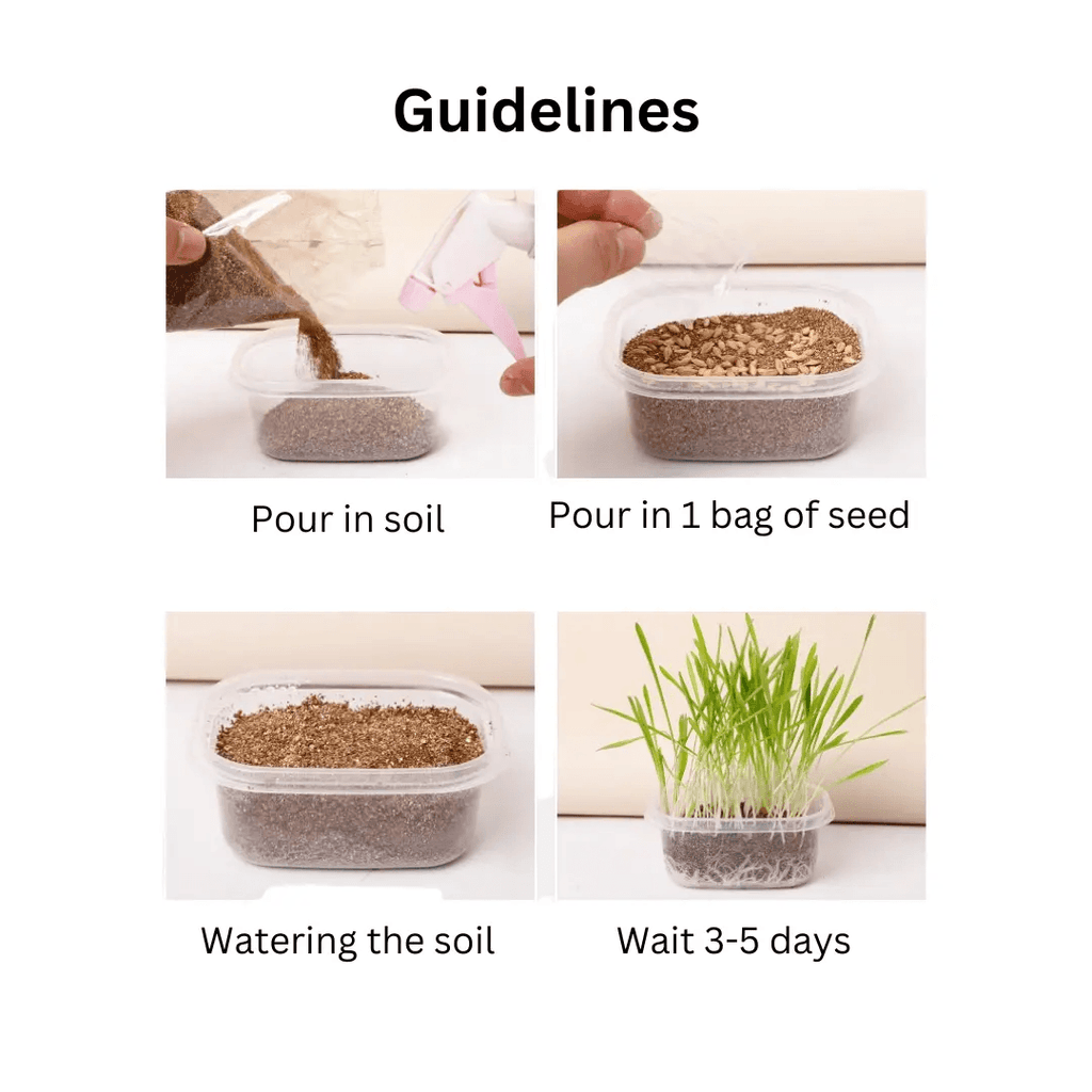 Reusable Nutritional Cat Grass Kit with Plastic Box - Pet Supermarket