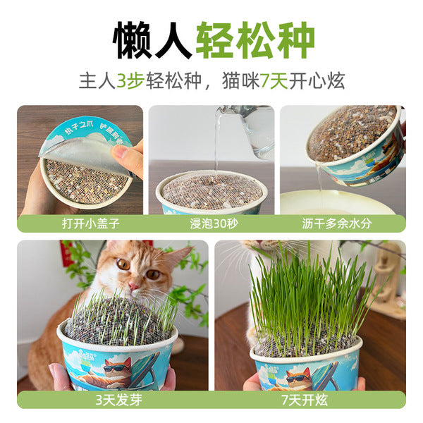 Greedy Horse Cool Summer Cat Grass Mixed Cat Grass Soil-Free Canned Paper Bowl Cat Grass Cat Snacks Refreshing Appetizer - Pet Supermarket