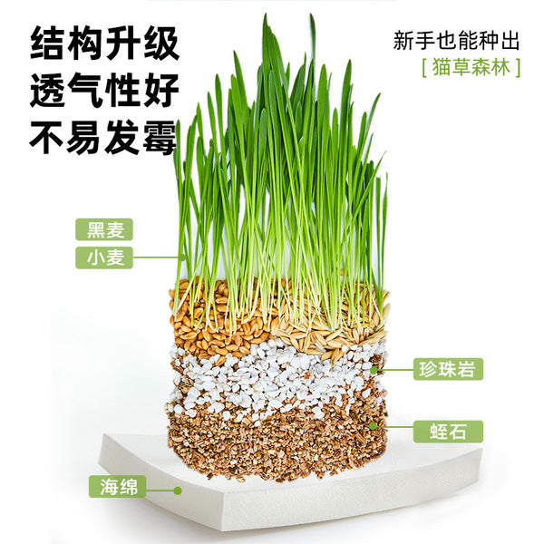Greedy Horse Cool Summer Cat Grass Mixed Cat Grass Soil-Free Canned Paper Bowl Cat Grass Cat Snacks Refreshing Appetizer - Pet Supermarket
