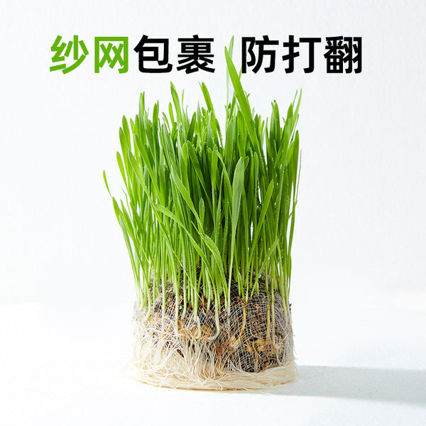 Greedy Horse Cool Summer Cat Grass Mixed Cat Grass Soil-Free Canned Paper Bowl Cat Grass Cat Snacks Refreshing Appetizer - Pet Supermarket