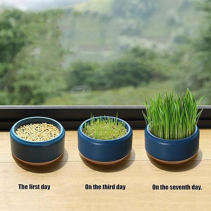Hydroponic Cat Grass Planter Kit, Pet Cat Grass Growing Planter Box Cat Grass Sprouter, Soilless Culture Cat Grass Cup, Cat Grass Seed Sprout Trays, Easy to Plant