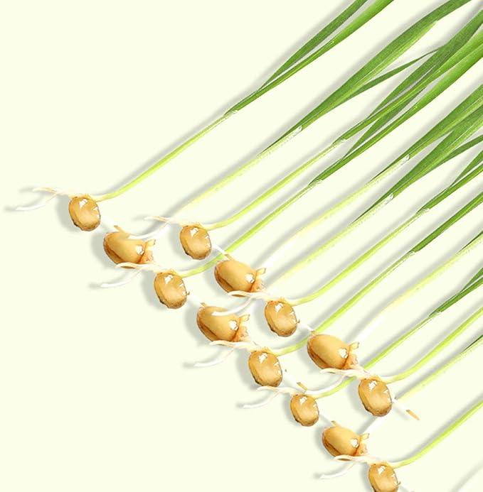 Hydroponic Cat Grass Planter Kit, Pet Cat Grass Growing Planter Box Cat Grass Sprouter, Soilless Culture Cat Grass Cup, Cat Grass Seed Sprout Trays, Easy to Plant