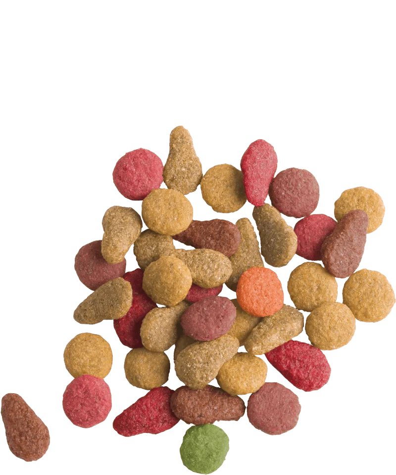 Lara_cat_food_fish_flavor