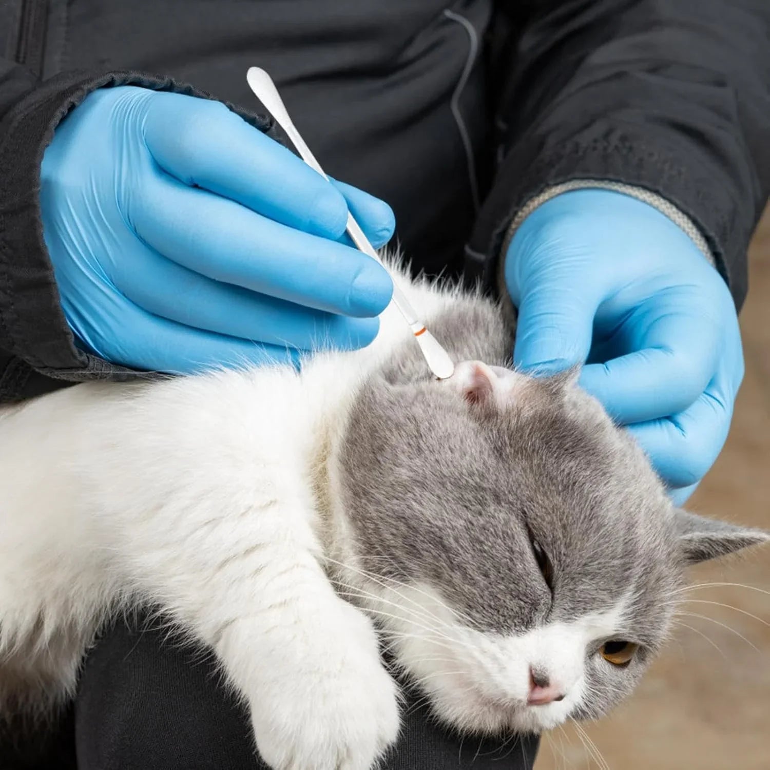 Ear Q Tips 50pcs Box pet ear cleaning special pet cotton swab to clean ear mites, Cat Ear Swabs Absorbent Q Ear - Pet Supermarket