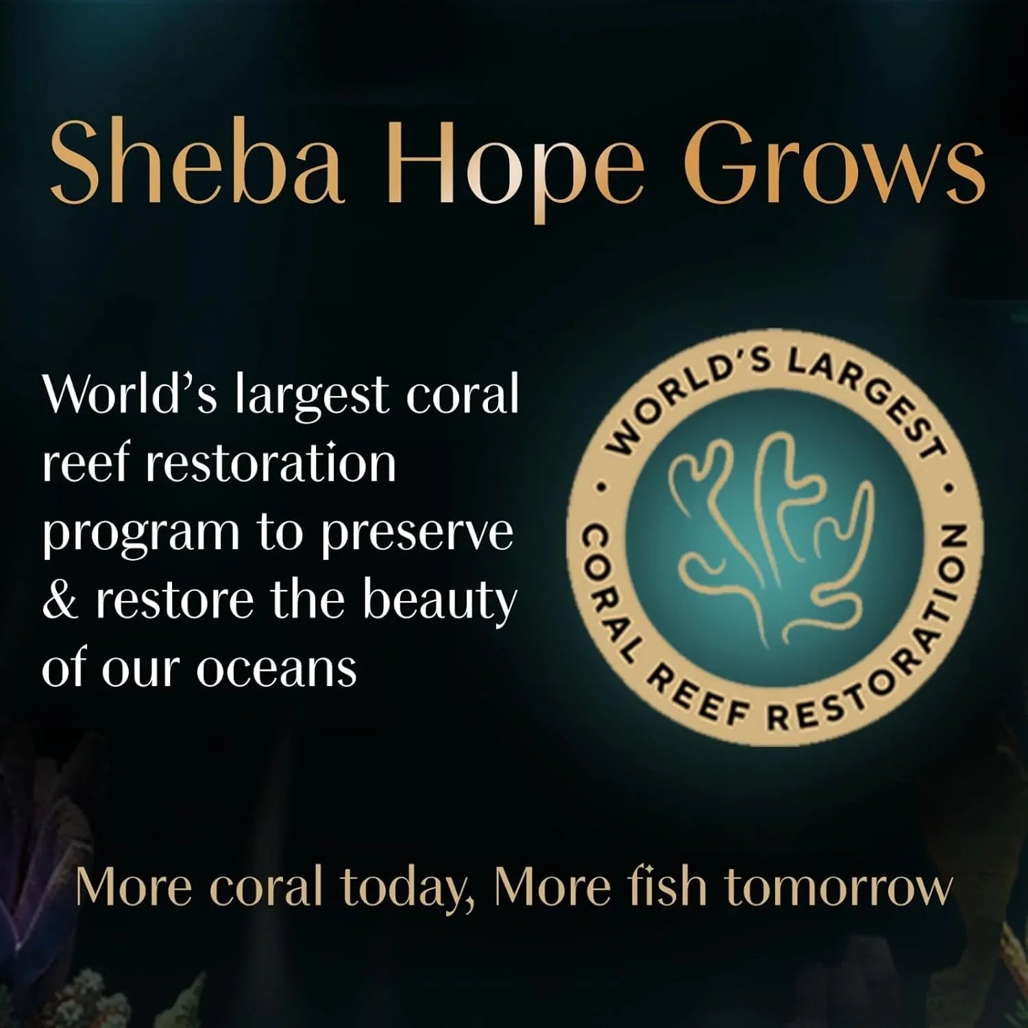 Sheba Premium Loaf Fine Wet Cat Food for Adult in Chicken 70g - Pet Supermarket