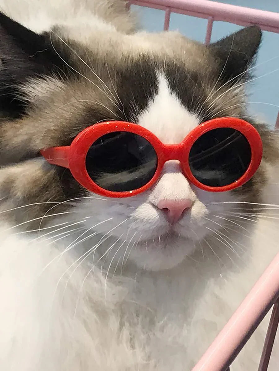 Fashionable Cat Eye Round Sunglasses For Photography And Outdoor Activities, Uv400 Protection, Random Colors - Pet Supermarket
