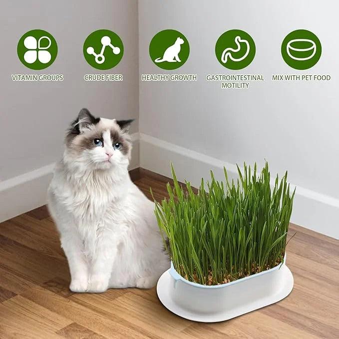 Hydroponic Grass Tray Cat Grass Germination Tray, Seed Tray Germination Tray, Seed Sprouter Tray, Planter Hydroponics Seed Sprouter, Soil-Free Seed Sprouter